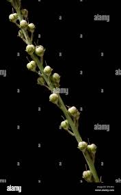 Attēlu rezultāti vaicājumam “Digitalis purpurea fruit”