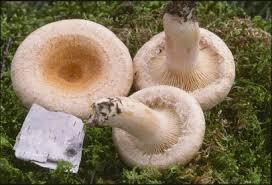 Attēlu rezultāti vaicājumam “Lactarius torminosus”