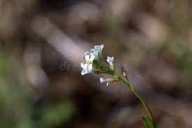 Attēlu rezultāti vaicājumam “Arabis hirsuta flower”