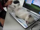 Sleepy Cat Pictures