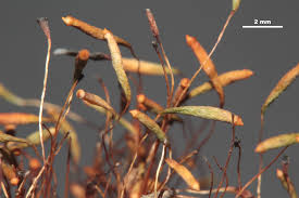 Attēlu rezultāti vaicājumam “Pohlia elongata”