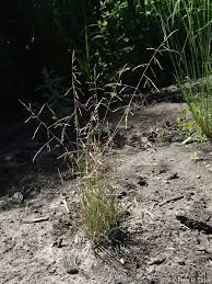 Attēlu rezultāti vaicājumam “Puccinellia distans”