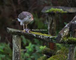 Attēlu rezultāti vaicājumam “Cyanistes caeruleus juvenile”