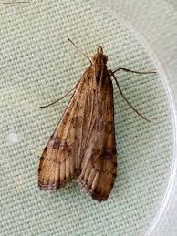 Attēlu rezultāti vaicājumam “Nomophila noctuella”