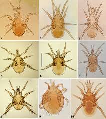 Attēlu rezultāti vaicājumam “Mesostigmata”
