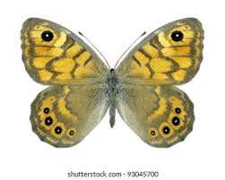 Attēlu rezultāti vaicājumam “Lasiommata megera underside”