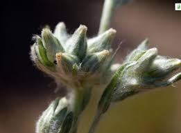 Attēlu rezultāti vaicājumam “Filago arvensis”