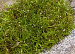 Attēlu rezultāti vaicājumam “Oxystegus tenuirostris”