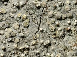 Attēlu rezultāti vaicājumam “Lecanactis abietina”