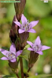 Attēlu rezultāti vaicājumam “Gentianella amarella”