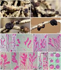 Attēlu rezultāti vaicājumam “Biatoropsis usnearum”