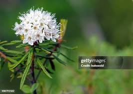 Attēlu rezultāti vaicājumam “Ledum palustre flower”