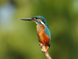 Attēlu rezultāti vaicājumam “Alcedo atthis nest”