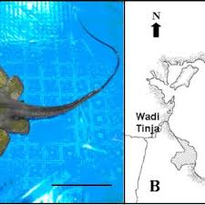 Image result for Dasyatis chrysonota