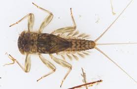 Attēlu rezultāti vaicājumam “Heptagenia sulphurea”