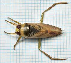 Attēlu rezultāti vaicājumam “Notonecta glauca”