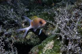 Image result for Holocentrus adscensionis