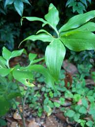 Attēlu rezultāti vaicājumam “Armeria vulgaris leaf”