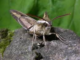 Attēlu rezultāti vaicājumam “Hyles gallii”