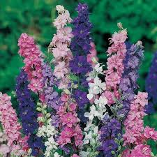 Image result for Delphinium consolida