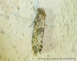 Attēlu rezultāti vaicājumam “Morophaga choragella”