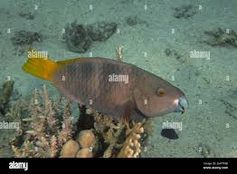 Image result for Scarus ferrugineus
