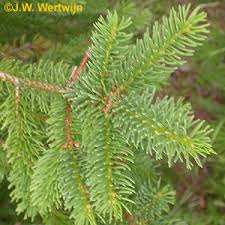 Attēlu rezultāti vaicājumam “Sacchiphantes abietis”