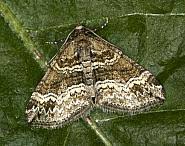 Attēlu rezultāti vaicājumam “Perizoma bifaciata”