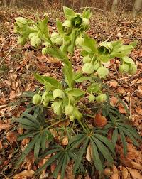 Image result for Helleborus foetidus