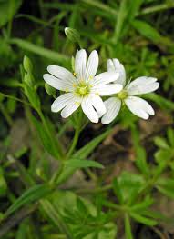 Attēlu rezultāti vaicājumam “Stellaria holostea flower”