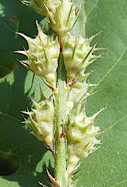 Attēlu rezultāti vaicājumam “Onobrychis arenaria fruit”