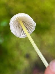 Attēlu rezultāti vaicājumam “Stemonitopsis hyperopta var. landewaldii young”