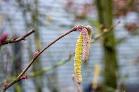 Attēlu rezultāti vaicājumam “Corylus avellana female flower”