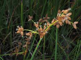 Attēlu rezultāti vaicājumam “Schoenoplectus lacustris subsp. glaucus bud”