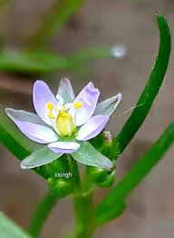 Attēlu rezultāti vaicājumam “Spergularia marina”