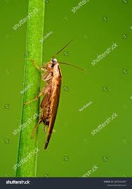 Attēlu rezultāti vaicājumam “Ectobius sylvestris male”