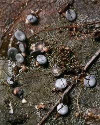 Attēlu rezultāti vaicājumam “Diderma hemisphaericum”