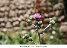 Attēlu rezultāti vaicājumam “Cirsium heterophyllum flower”