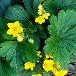 Attēlu rezultāti vaicājumam “Waldsteinia geoides flower”