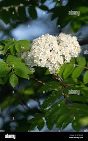 Attēlu rezultāti vaicājumam “Sorbus aucuparia flower”