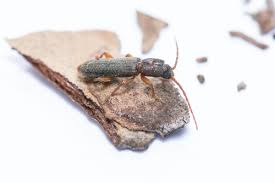 Attēlu rezultāti vaicājumam “Nothorhina punctata”