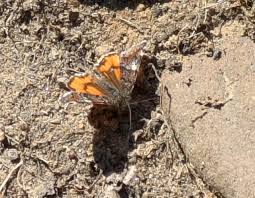 Attēlu rezultāti vaicājumam “Archiearis parthenias”