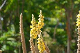 Image result for Verbascum thapsus
