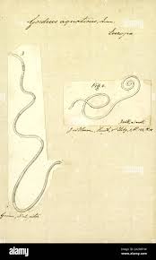 Attēlu rezultāti vaicājumam “Gordius aquaticus”