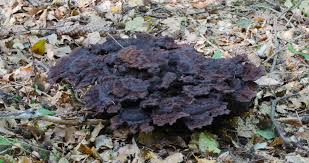 Attēlu rezultāti vaicājumam “Phaeolus schweinitzii”