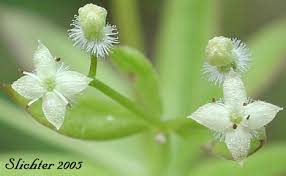 Attēlu rezultāti vaicājumam “Galium triflorum fruit”
