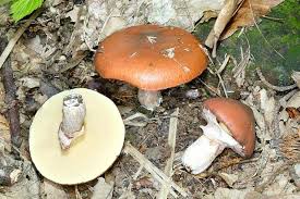 Attēlu rezultāti vaicājumam “Suillus luteus”