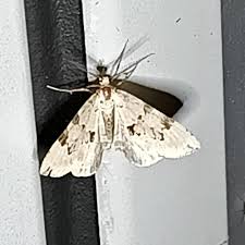 Attēlu rezultāti vaicājumam “Colostygia pectinataria”