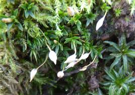 Attēlu rezultāti vaicājumam “Pogonatum dentatum”