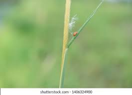 Attēlu rezultāti vaicājumam “Apion sp.”